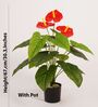 2.1Ft Artificial Anthurium Plant with Red Flowers with Black Pot