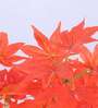 2.8Ft Artificial Japanese Maple Tree Plant with Pot