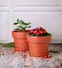2 Pcs Red Terracotta 4.5 Inchs Planters