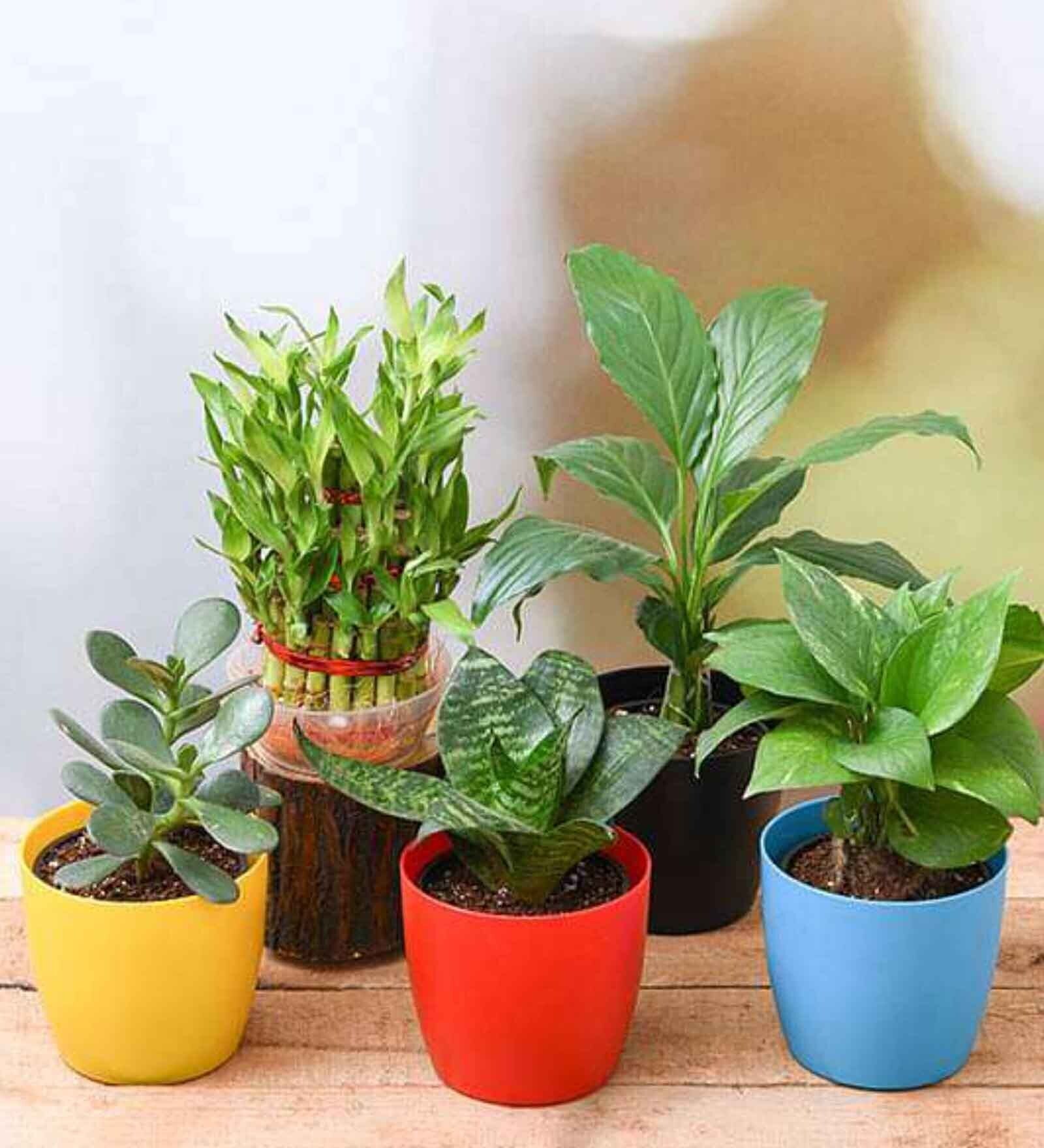 3 Layer Lucky Bamboo , Crassula Ovata (Big Leaf) Succulent , Money Green , Peace Lily , Snake , Hahnii Natural Plant
