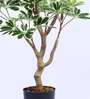3.6Ft Artificial Umbrella Schefflera Tree Plant with Pot