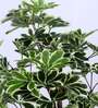 3.6Ft Artificial Umbrella Schefflera Tree Plant with Pot