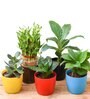 3 Layer Lucky Bamboo , Crassula Ovata (Big Leaf) Succulent , Money Green , Peace Lily , Snake , Hahnii Natural Plant