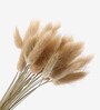 Grey Metal 30 Pcs Bunny Tails Dried Plants