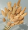 Brown Metal 30 Pcs Bunny Tails Dried Plants