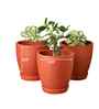4 Pcs Red Terracotta 6.5 Inchs Planters