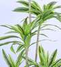 5.6Ft Artificial Dracaena Reflexa Tree Plant with Black Pot