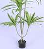 5.6Ft Artificial Dracaena Reflexa Tree Plant with Black Pot
