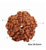 5 Mukhi Rudraksha Pendant