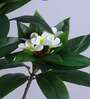 5Ft Artificial Frangipani Tree Plant with Pot