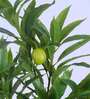 5Ft Artificial Mango Plant with Black Pot