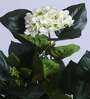 5Ft Artificial White Hydrangea Tree Plant with Pot