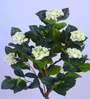 5Ft Artificial White Hydrangea Tree Plant with Pot