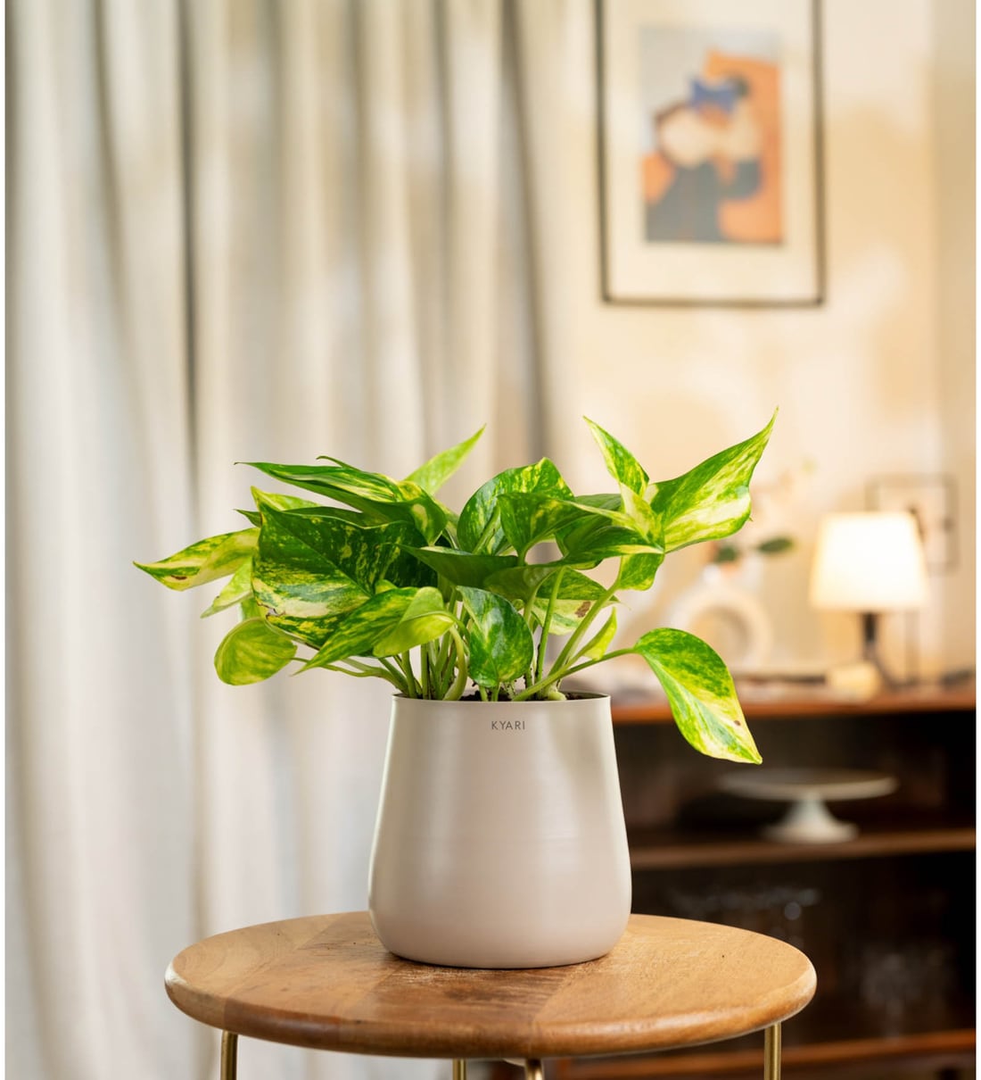 Verigated Money Plant With Aura Pot- Cream
