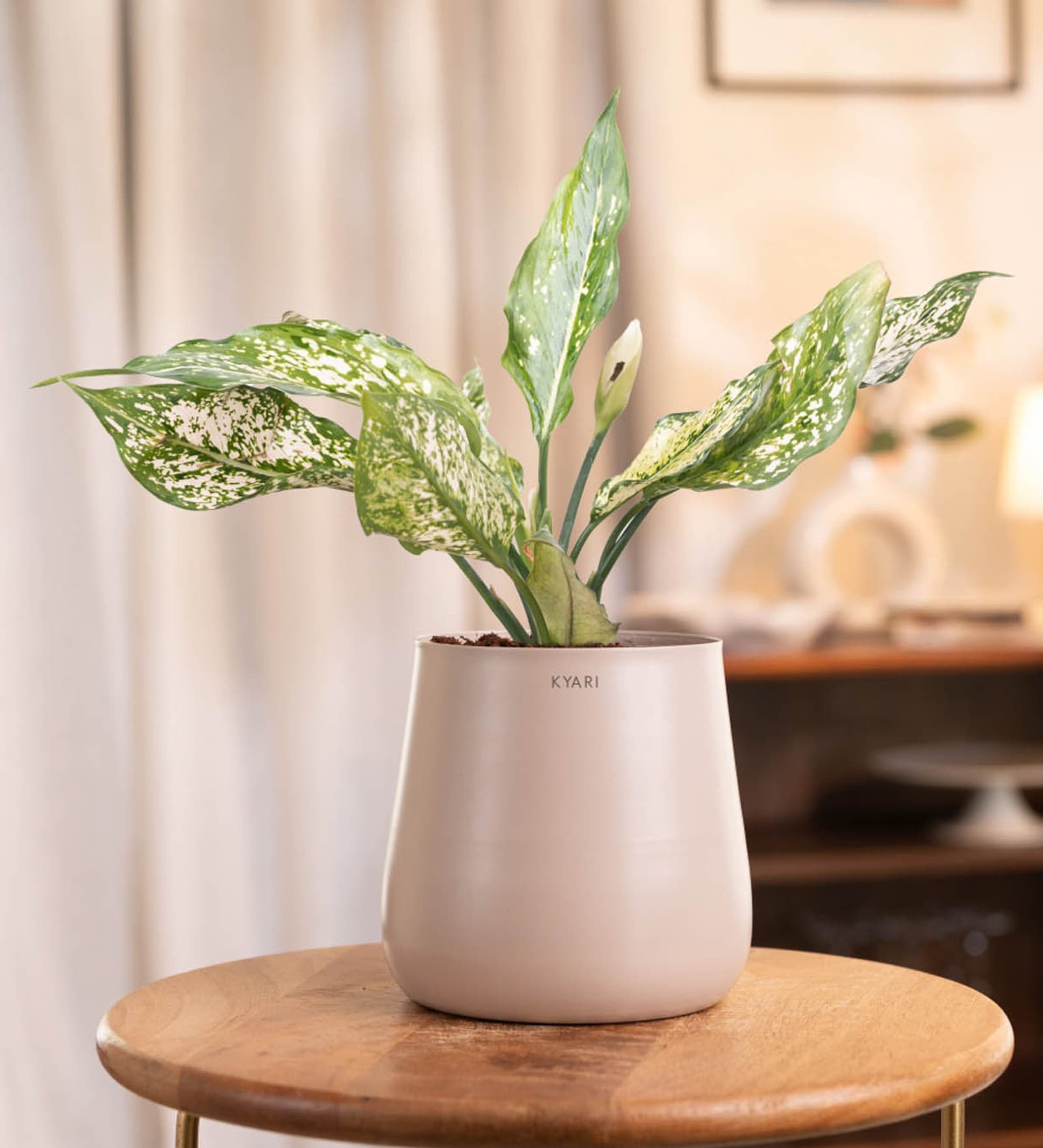 Aglaonema Snow White With Aura Pot- Cream