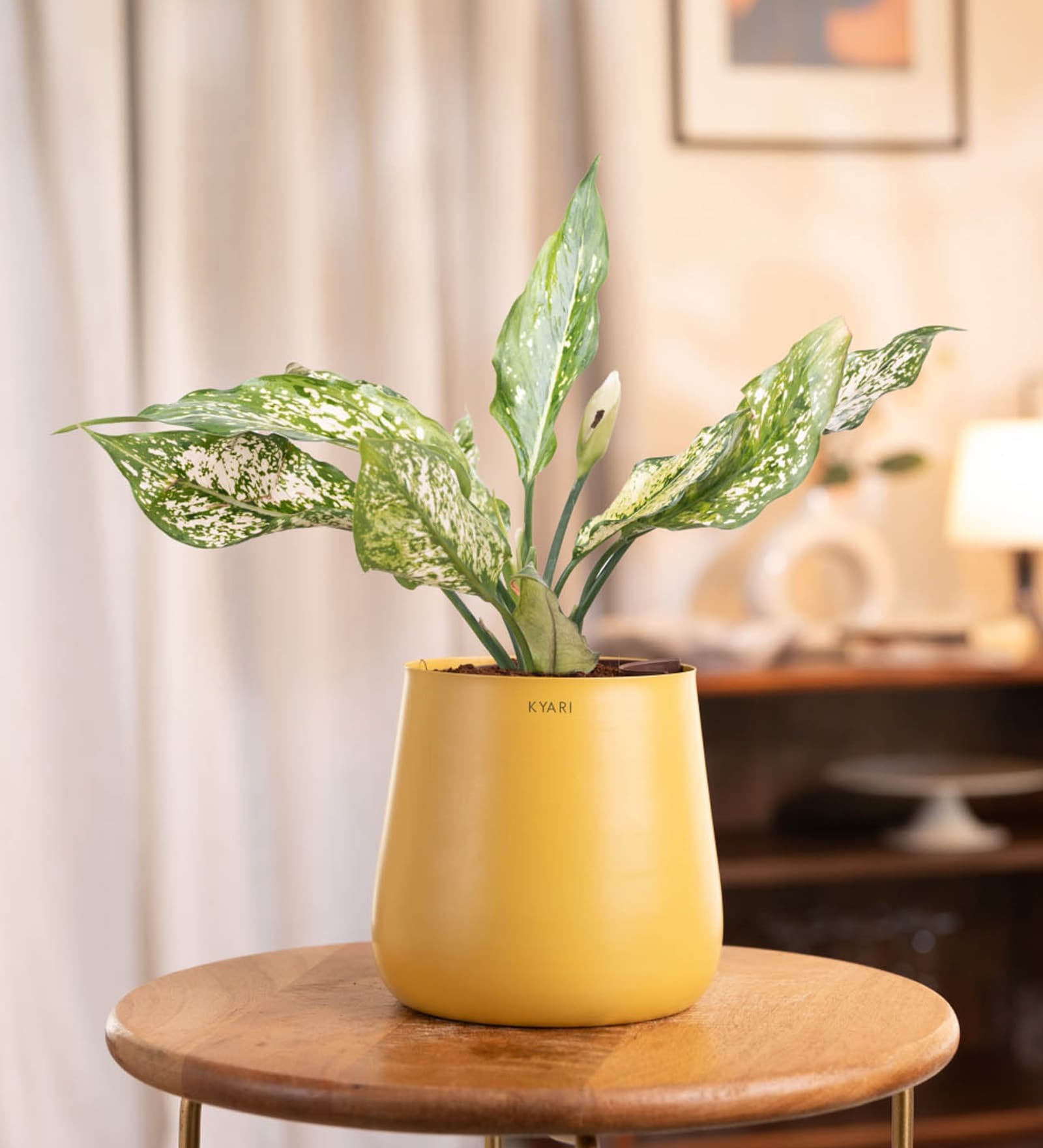 Aglaonema Snow White With Aura Pot- Yellow