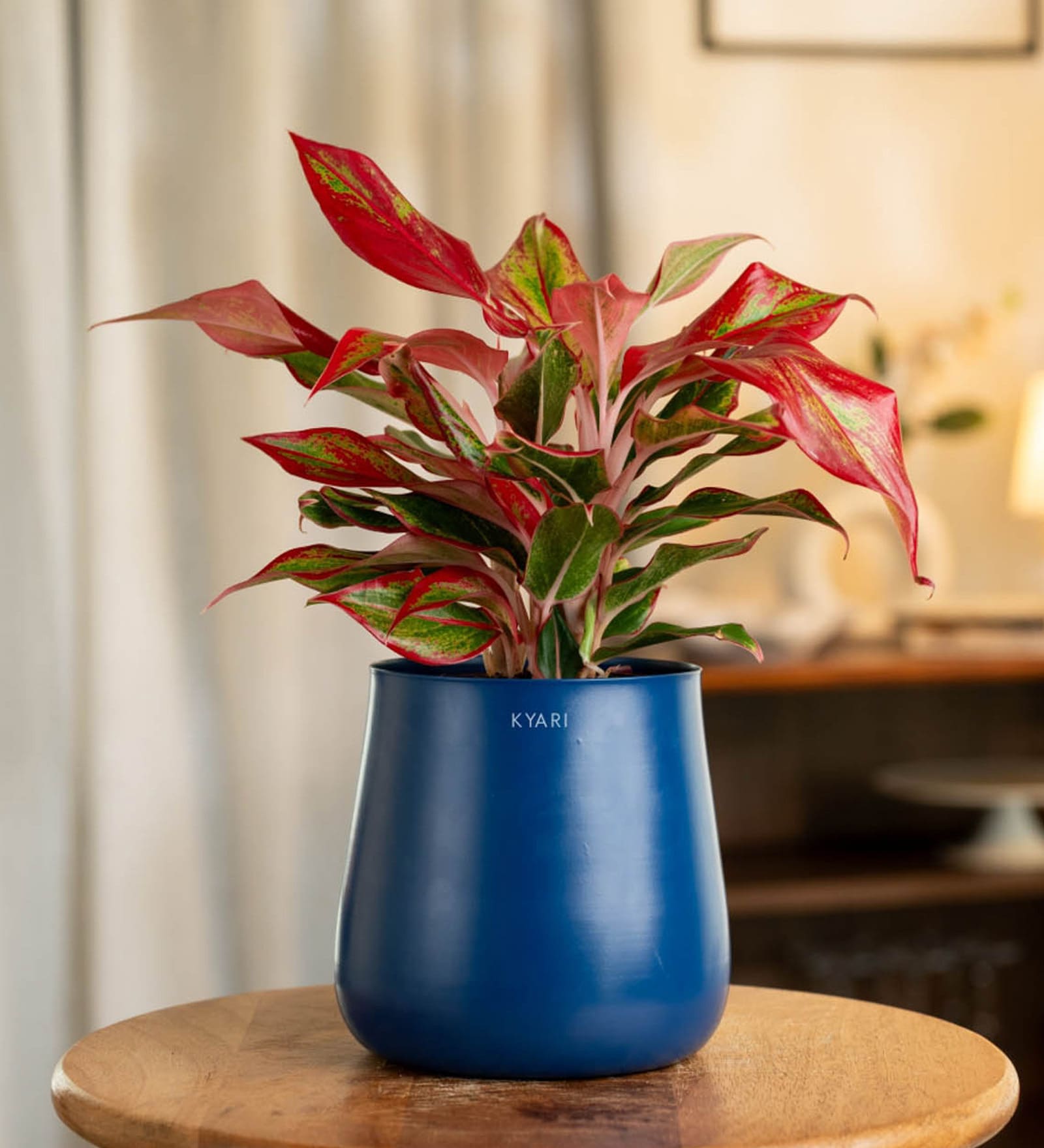 Aglonema Lipstick With Aura Pot- Blue