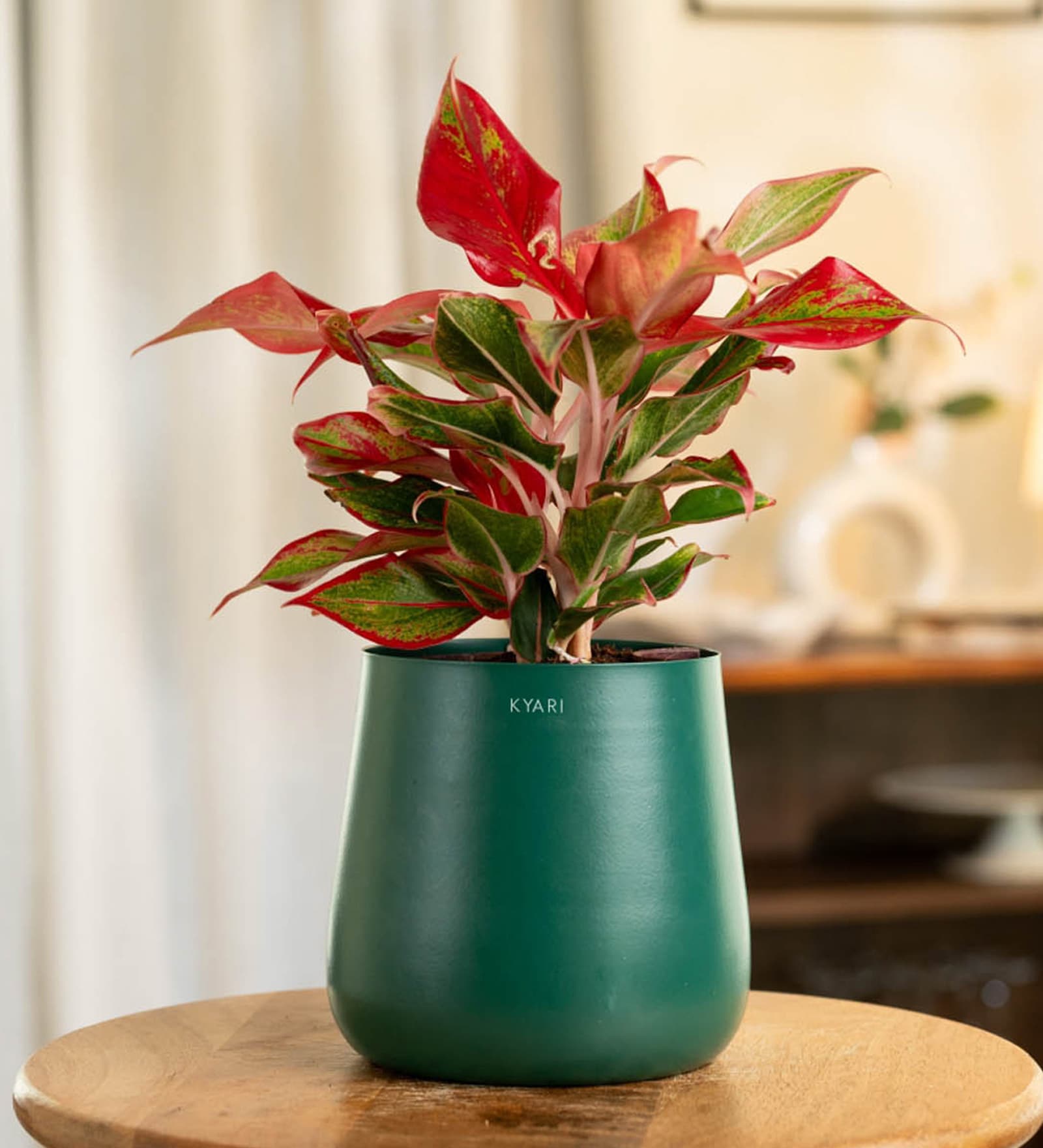 Aglonema Lipstick With Aura Pot- Green