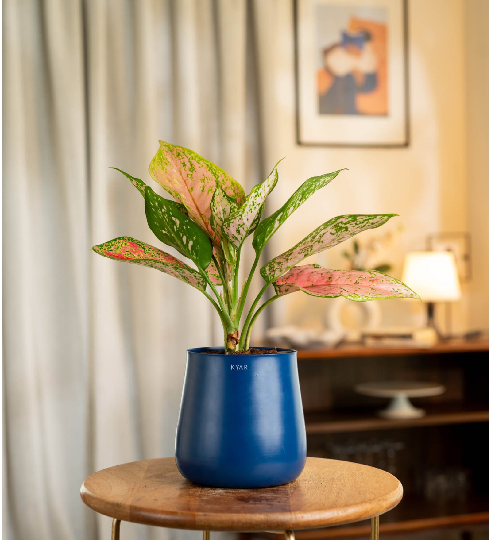 Aglonema Pink Valentine With Aura Pot- Blue