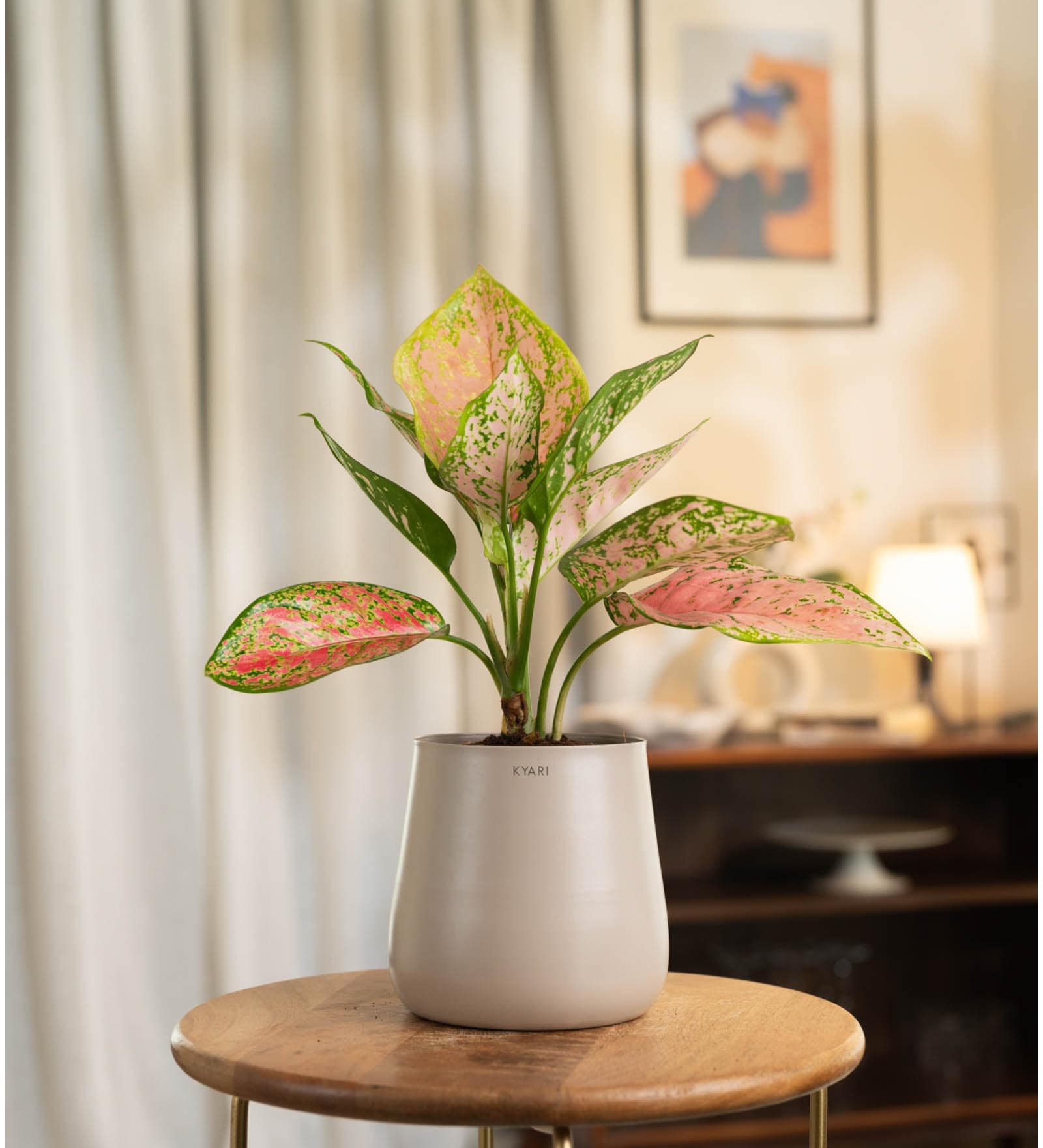 Aglonema Pink Valentine With Aura Pot- Cream