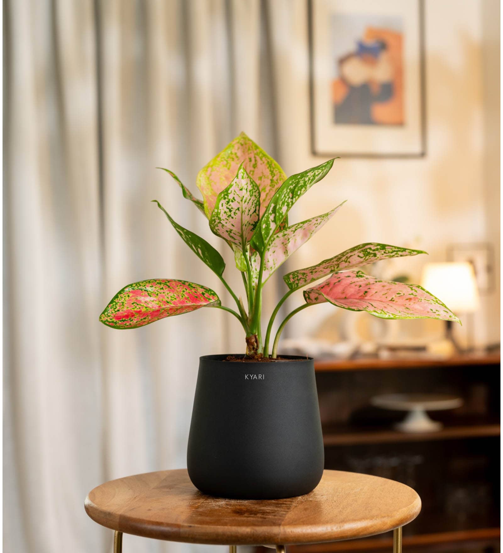 Aglonema Pink Valentine With Aura Pot- Jet-Black