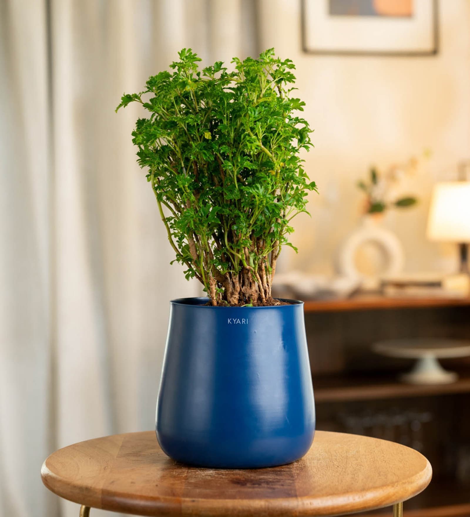 Aralia Green With Aura Pot- Blue
