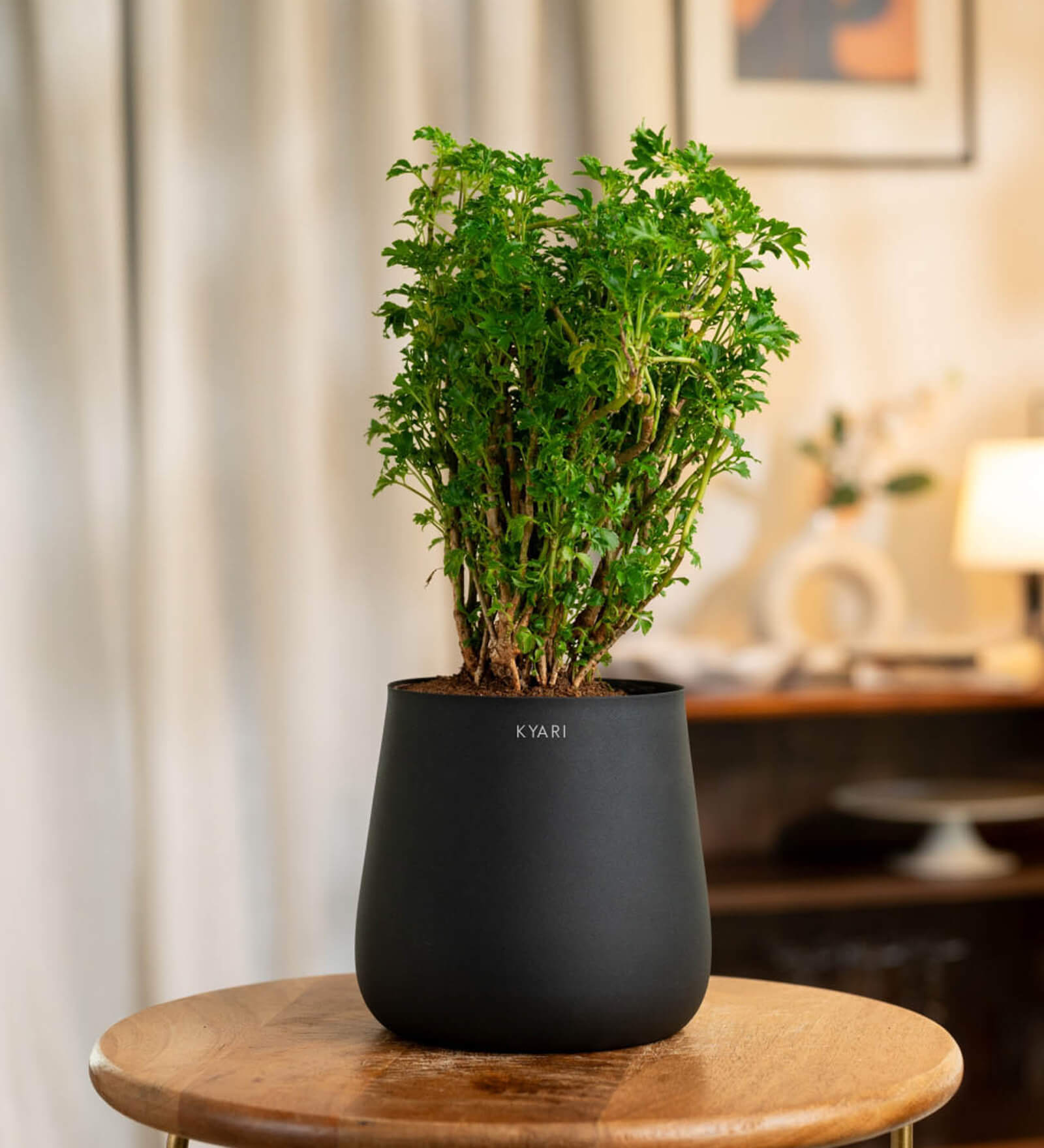 Aralia Green With Aura Pot- Jet-Black