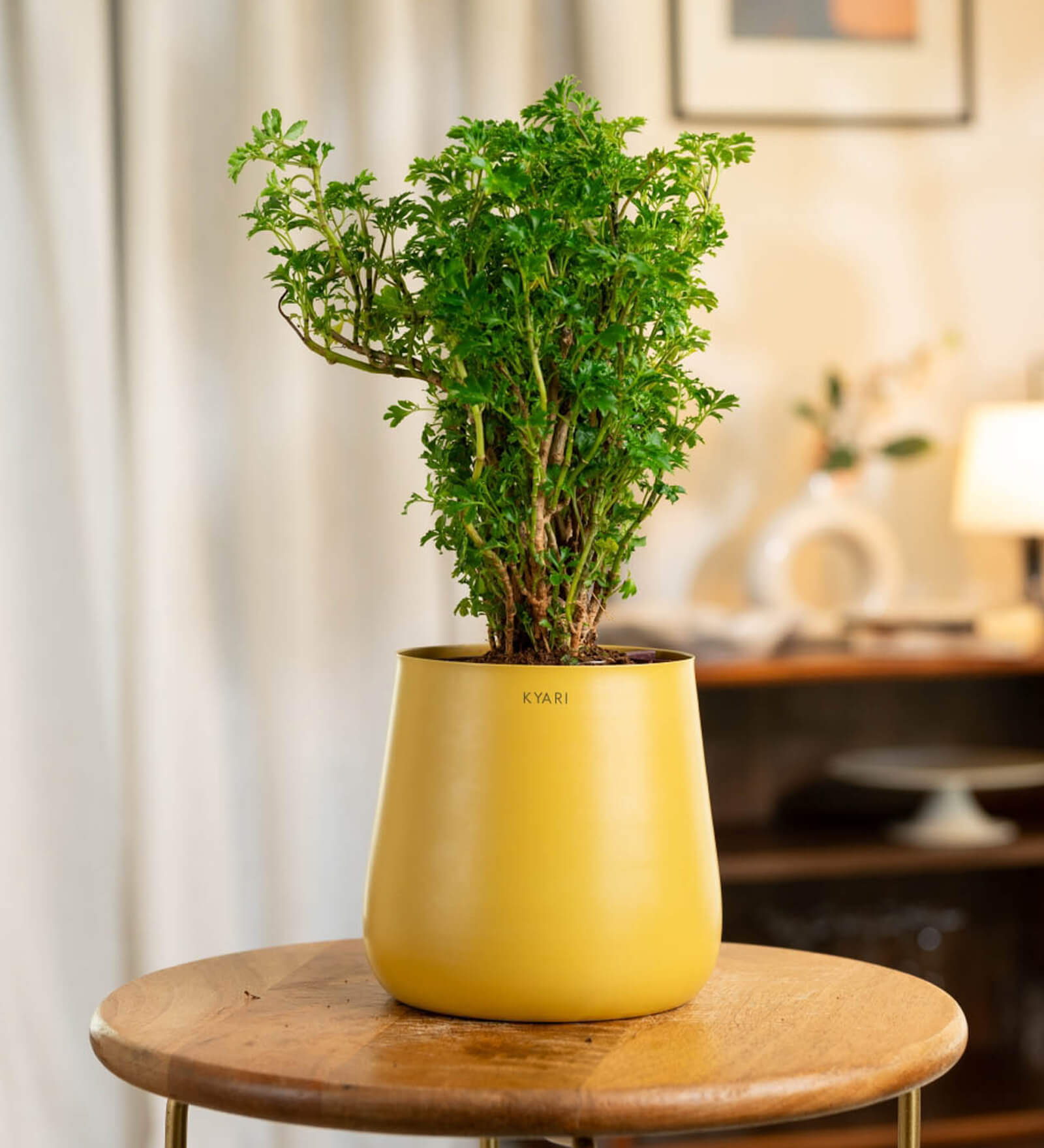 Aralia Green With Aura Pot- Yellow