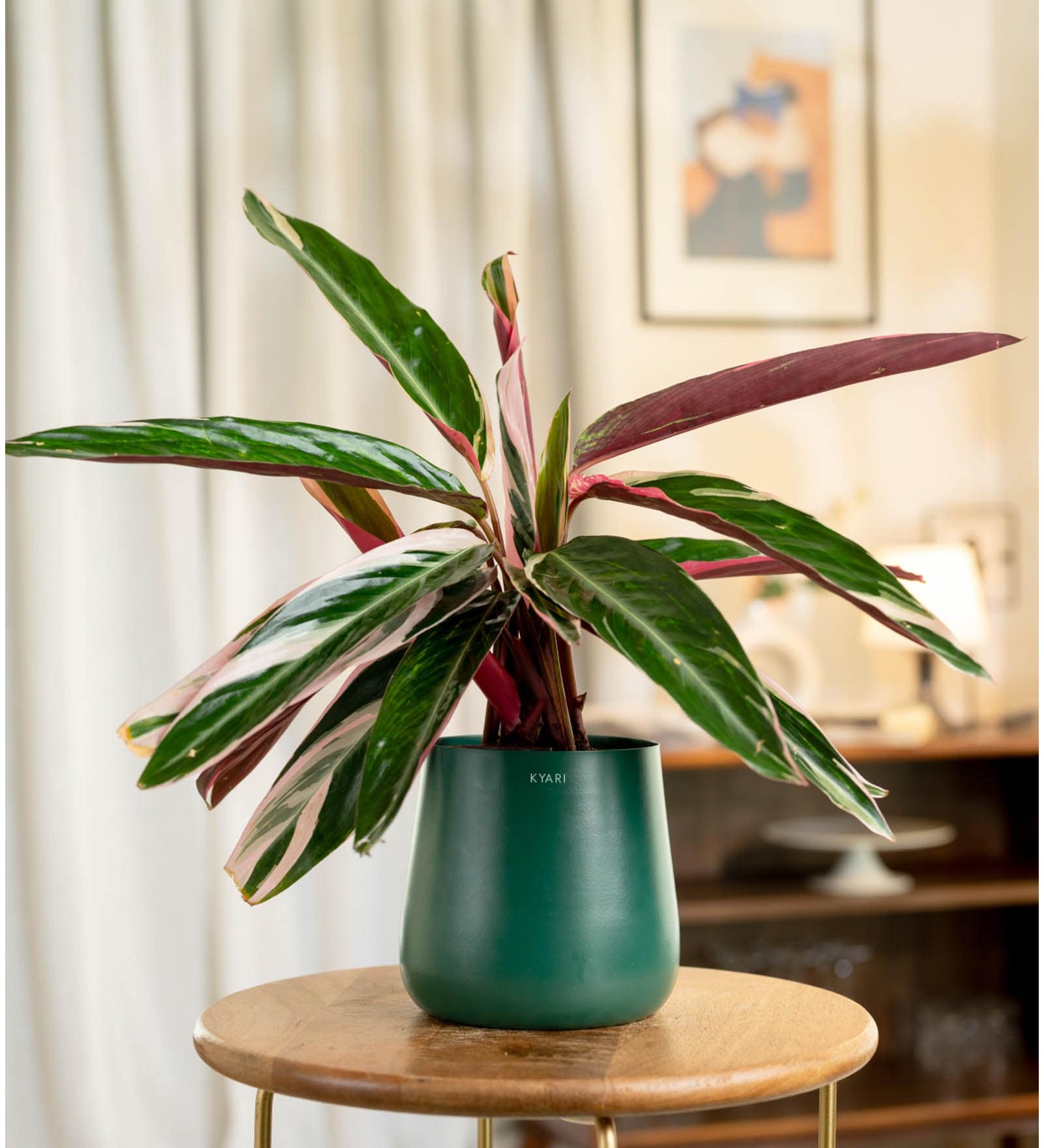 Calathea Triostar With Aura Pot- Green