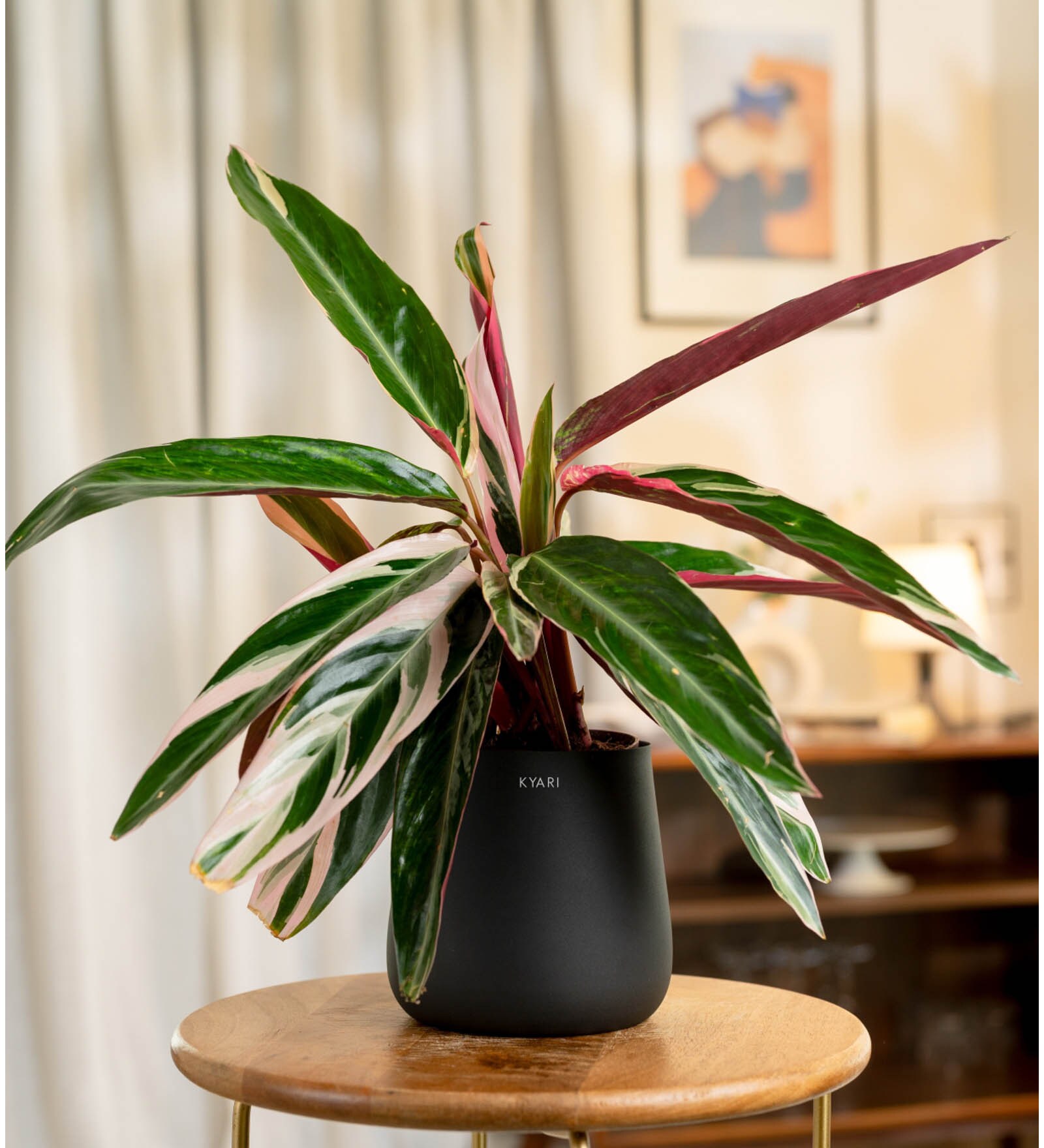 Calathea Triostar With Aura Pot- Jet-Black