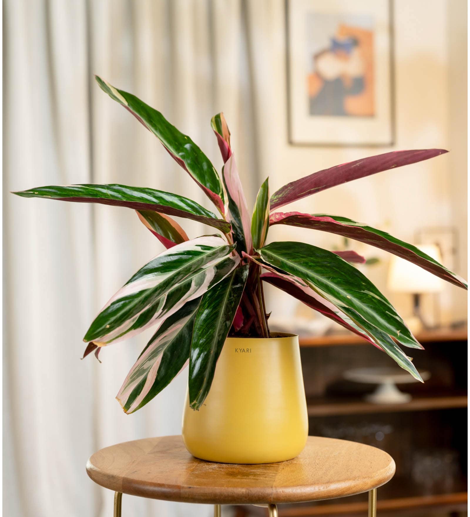 Calathea Triostar With Aura Pot- Yellow