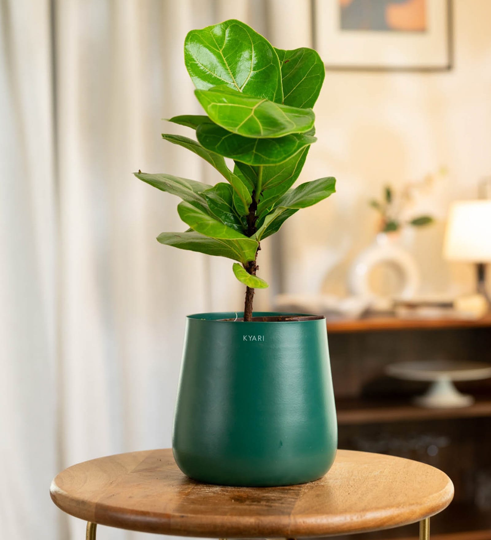 Fiddle Fig With Aura Pot- Green