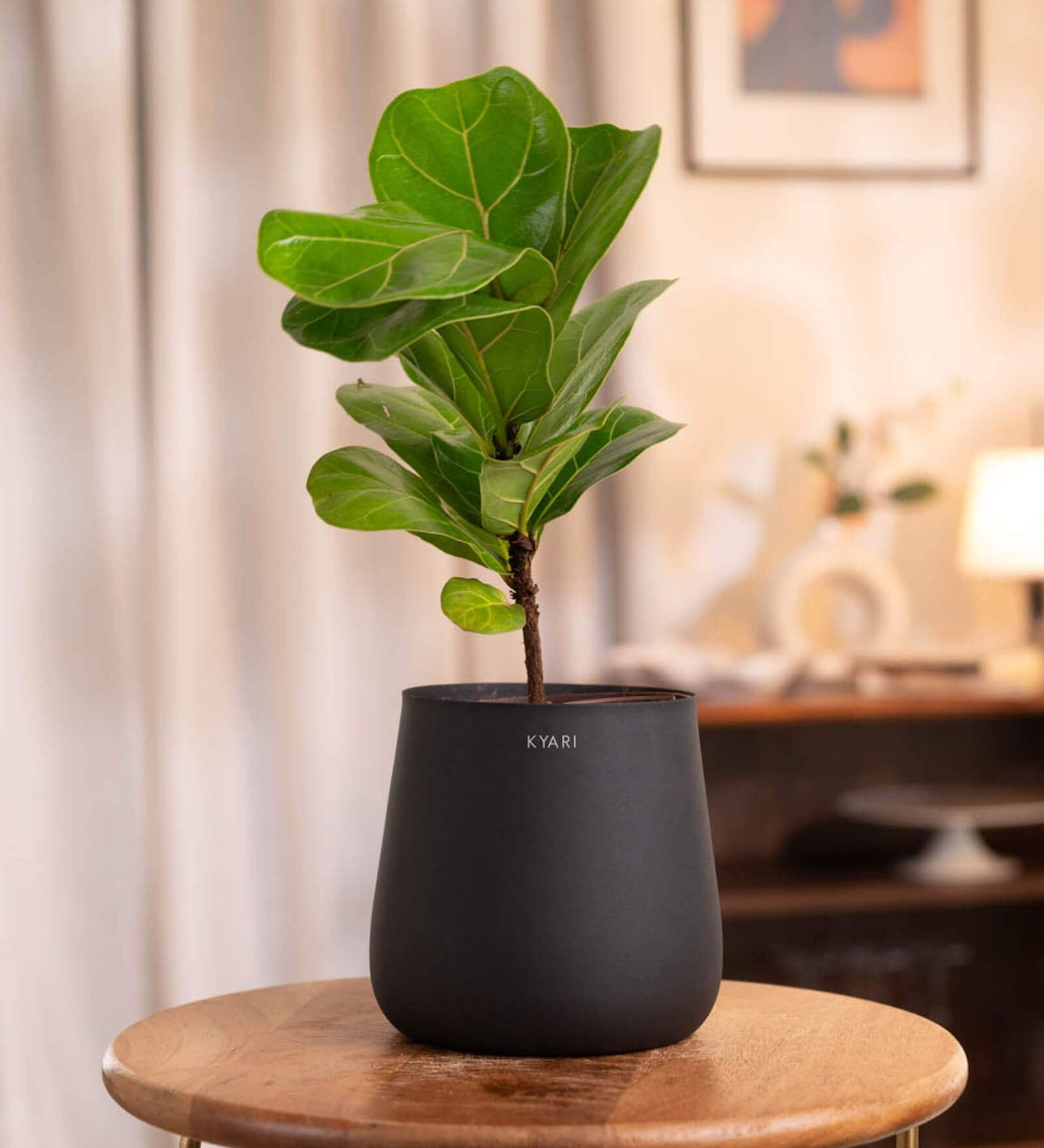 Fiddle Fig With Aura Pot- Jet-Black