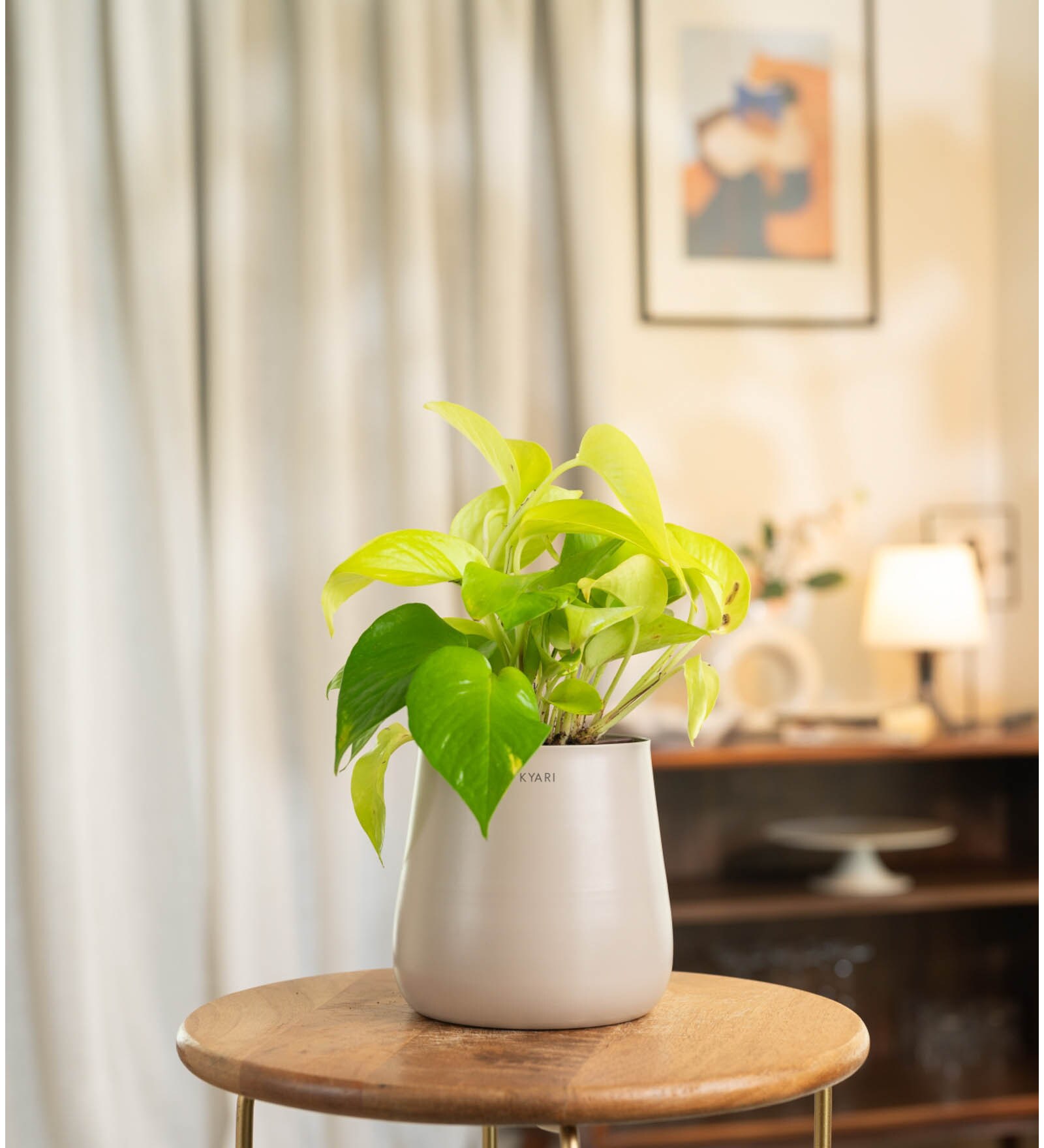 Golden Money Plant With Aura Pot- Cream