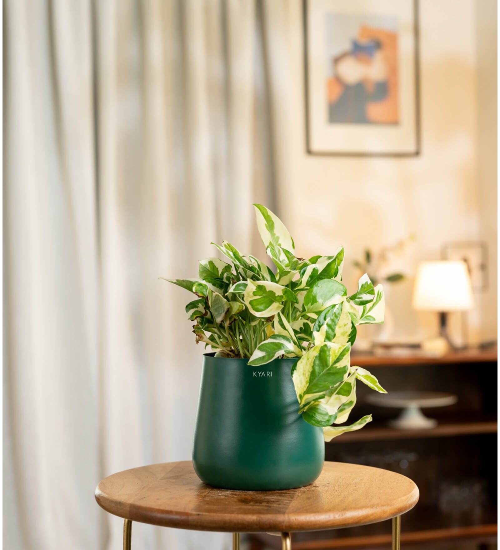 N'Joy Money Plant With Aura Pot- Green