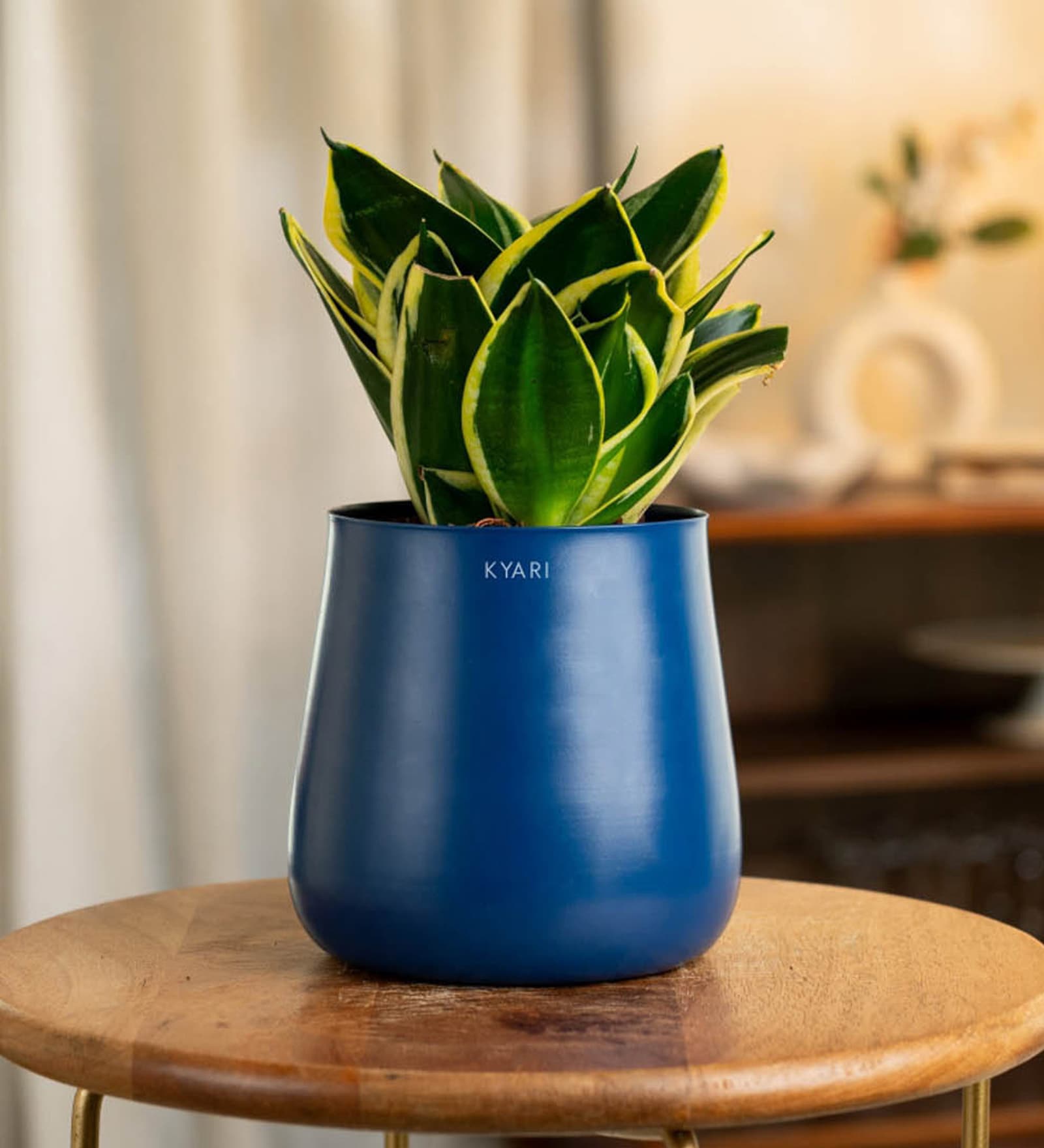 Sansevieria Golden Hahni With Aura Pot- Blue