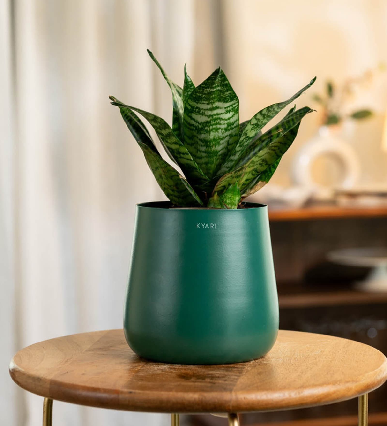 Sansevieria Green Snake With Aura Pot- Green