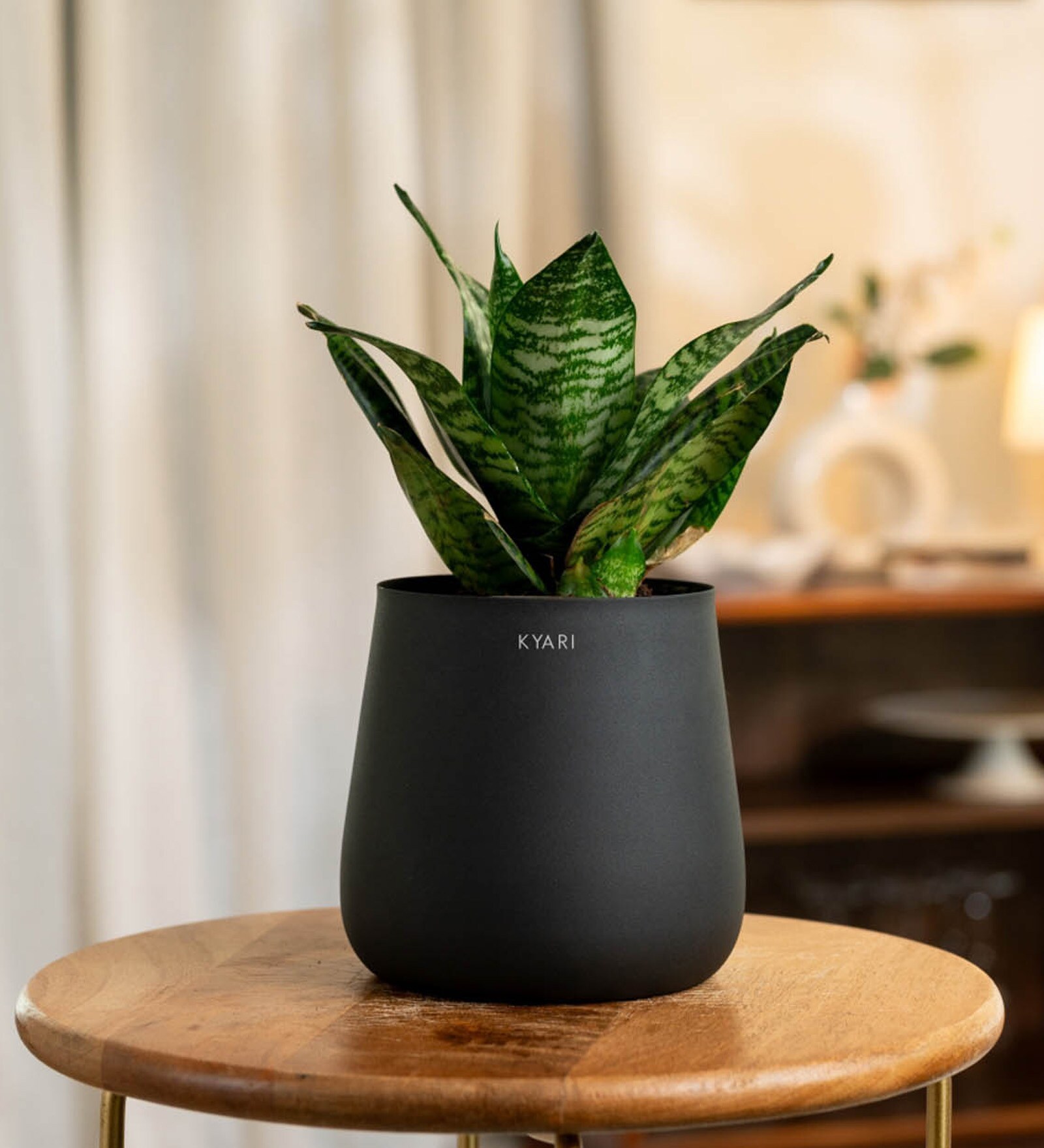 Sansevieria Green Snake With Aura Pot- Jet-Black
