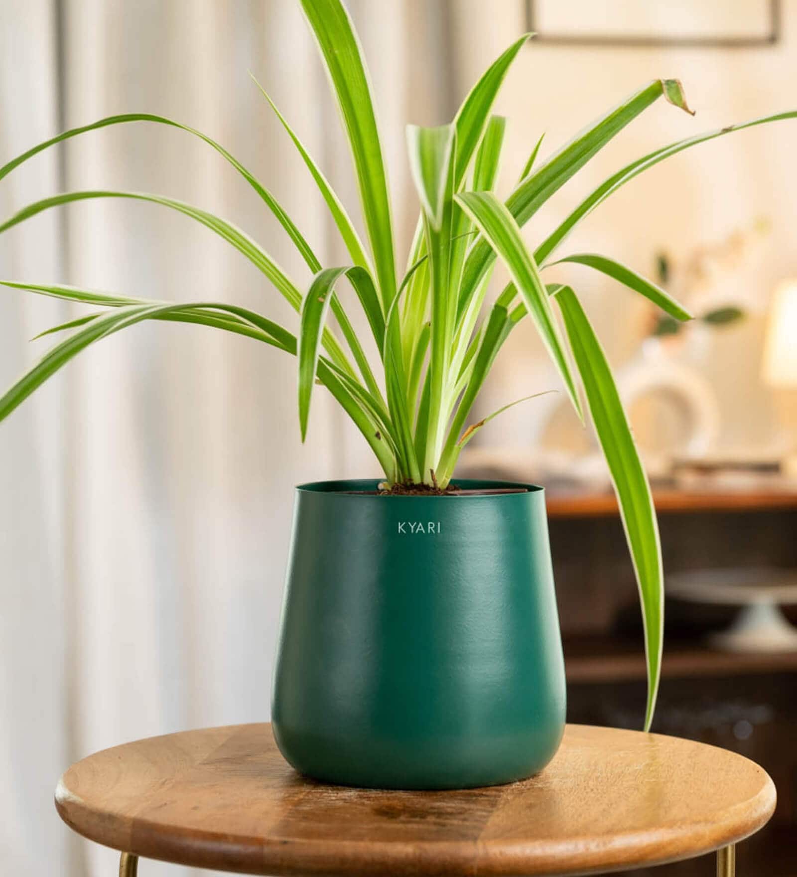 Spider With Aura Pot- Green