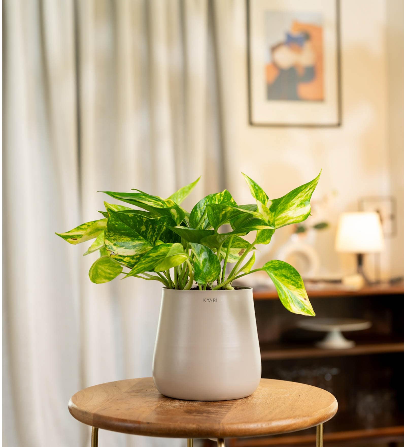 Verigated Money Plant With Aura Pot- Cream
