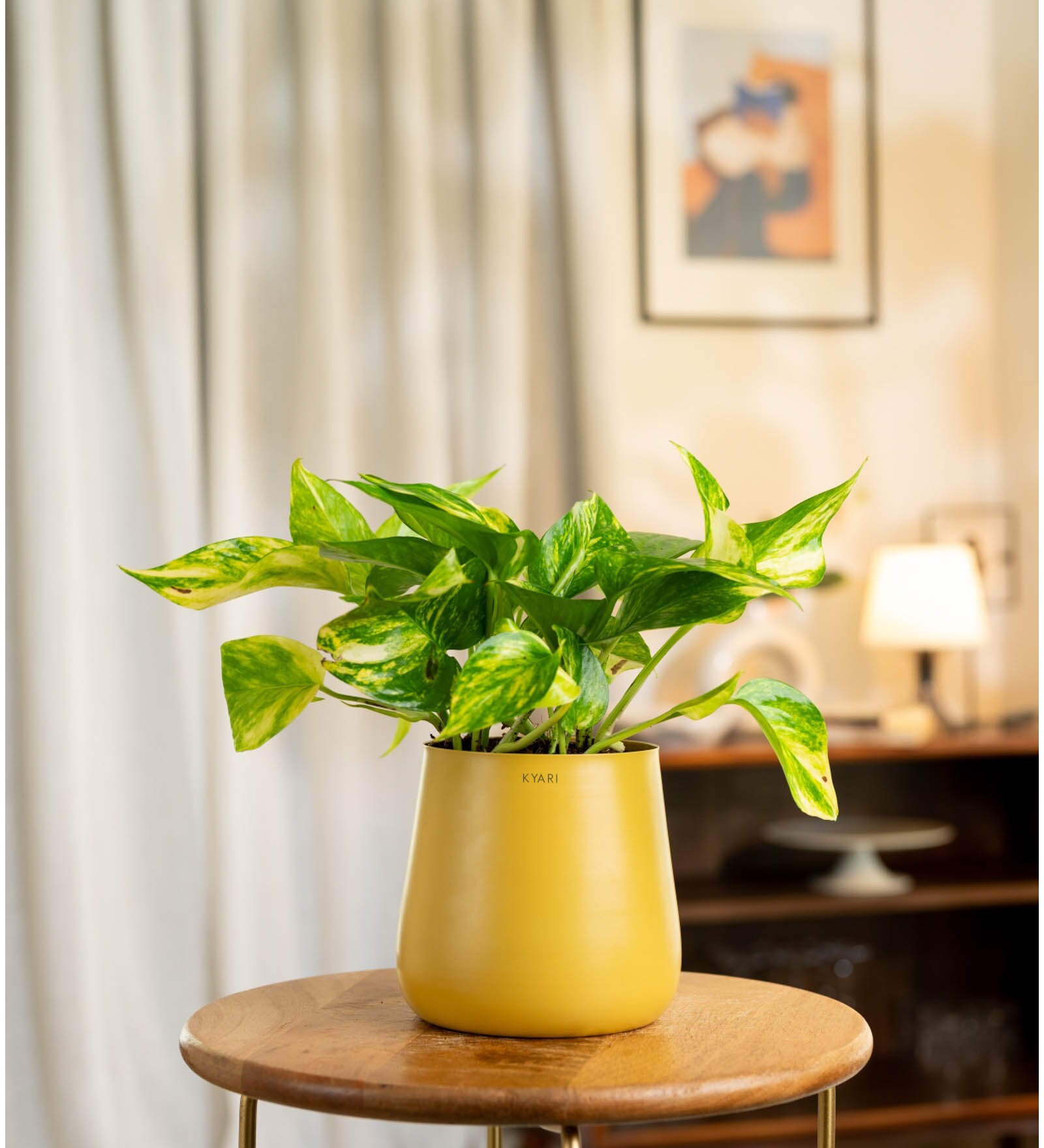 Verigated Money Plant With Aura Pot- Yellow