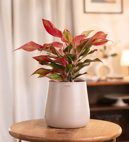 Aglonema Lipstick With Aura Pot- Cream