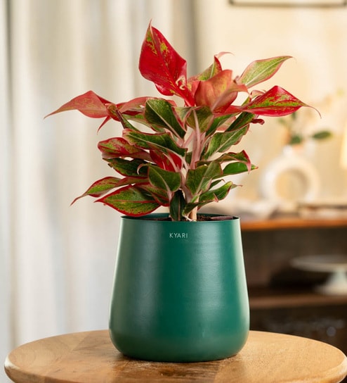 Aglonema Lipstick With Aura Pot- Green