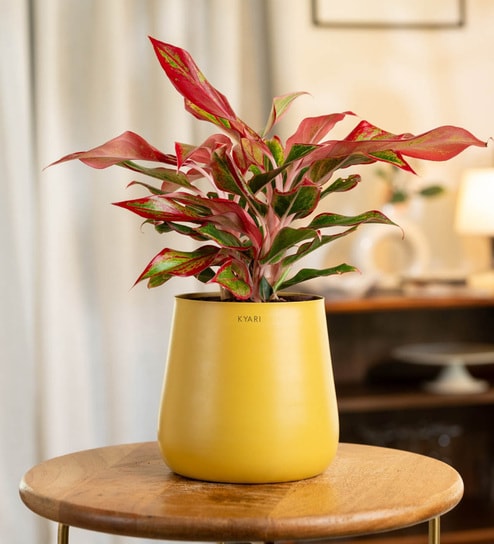 Aglonema Lipstick With Aura Pot- Yellow