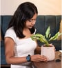 Aglaonema Snow White With Aura Pot- Cream