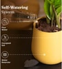 Aglaonema Snow White With Aura Pot- Yellow