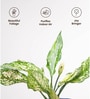 Aglaonema Snow White With Aura Pot- Yellow