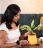 Aglaonema Snow White With Aura Pot- Yellow