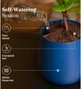 Aralia Green With Aura Pot- Blue
