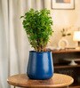 Aralia Green With Aura Pot- Blue
